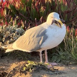 Entry image for GullP!