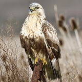 Entry image for Rough Legged Hawk at Tolay Park 