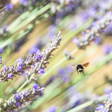 Entry image for Bee Bum