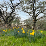 Entry image for Spring Bloom