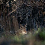 Entry image for Never Alone