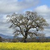 Entry image for Mustard & Oak - Joe Rodota Trail