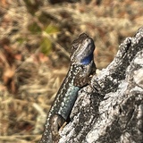 Entry image for Leaping Lizard