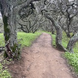 Entry image for helen putnam regional park gnarly oak hike