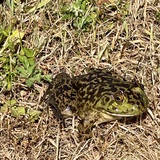 Entry image for Creek Frog