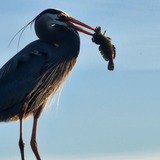 Entry image for Evening catch