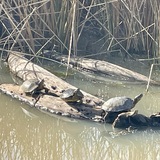 Entry image for Turtles basking 
