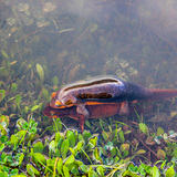 Entry image for Newt Pond