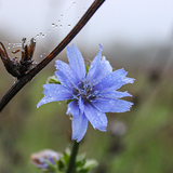 Entry image for Early Bird gets the Dew