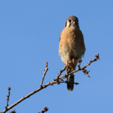 Entry image for Kestrel at Crane