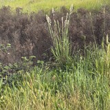 Entry image for Pastel Grass