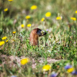 Entry image for Invisible