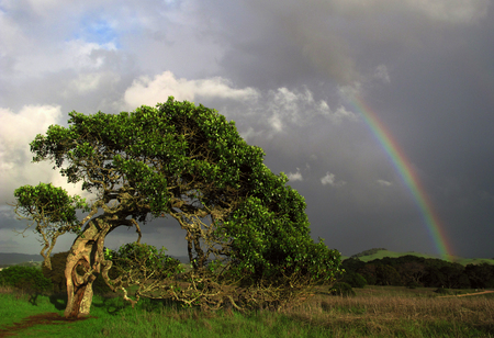 Entry image for Rainbow Tree. Clicking this image will show a larger photo