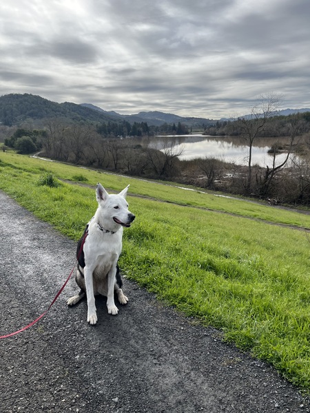 Entry image for Sophia’s morning walk. Clicking this image will show a larger photo