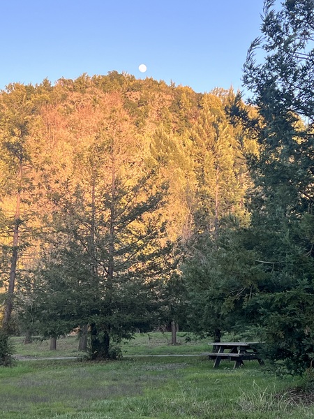 Entry image for Early Moon. Clicking this image will show a larger photo