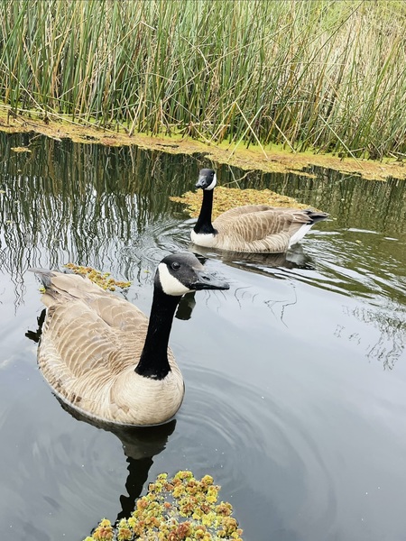 Entry image for The geese swam by…. Clicking this image will show a larger photo