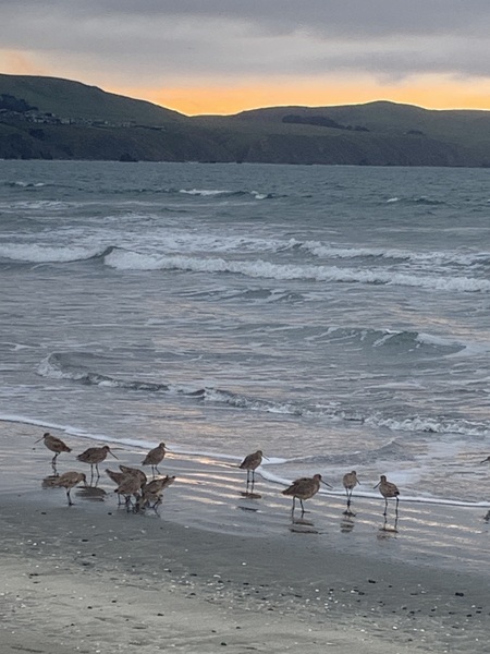 Entry image for Sandpipers at Sunrise on Doran Beach. Clicking this image will show a larger photo