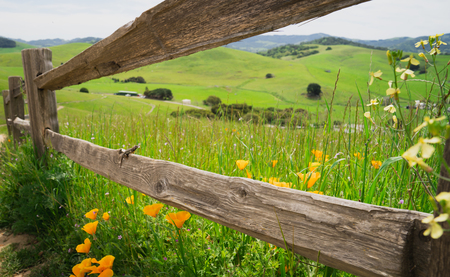 Entry image for Lizard Life. Clicking this image will show a larger photo