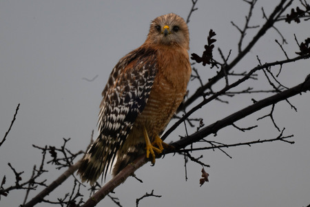 Entry image for Hawk on the hunt. Clicking this image will show a larger photo