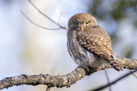 Entry image for Pygmy Owl Staredown. Clicking this image will show a larger photo