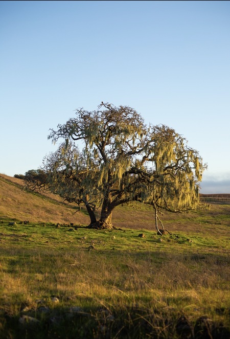 Entry image for Golden Sentinel. Clicking this image will show a larger photo