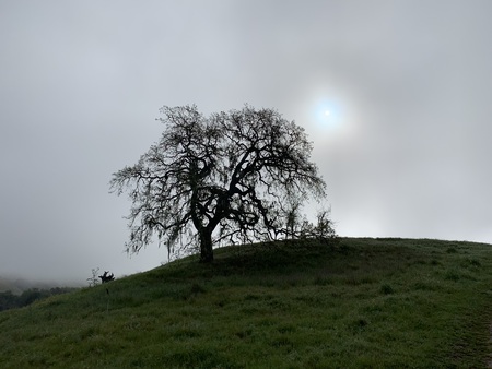 Entry image for Foggy Morning Sun. Clicking this image will show a larger photo