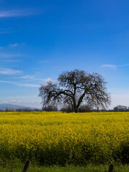 Entry image for Golden Fields. Clicking this image will show a larger photo