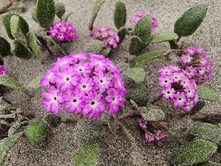 Entry image for Dune Abronia . Clicking this image will show a larger photo