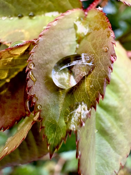 Entry image for One drop. Clicking this image will show a larger photo