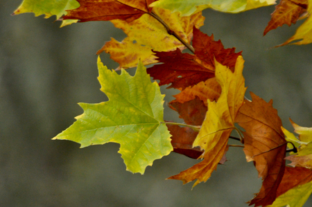 Entry image for Fall Colors at Spring Lake. Clicking this image will show a larger photo