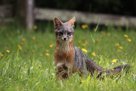 Entry image for Wild Grey Fox at Watson School House. Clicking this image will show a larger photo