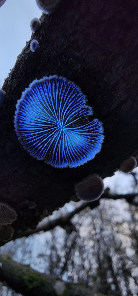 Entry image for Shizophyllum Commune. Clicking this image will show a larger photo