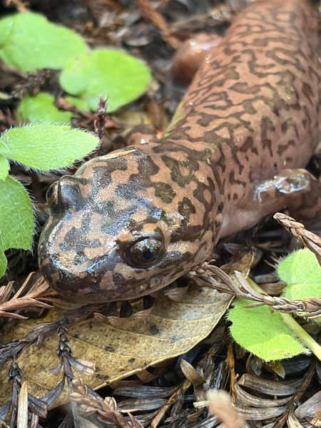 Entry image for Pacific Giant Salamander @ Monte Rio Redwoods. Clicking this image will show a larger photo