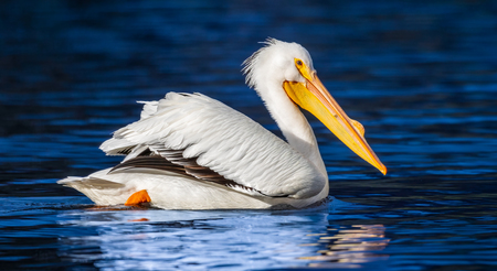 Entry image for American White Pelican (Spring Lake Regional Park). Clicking this image will show a larger photo