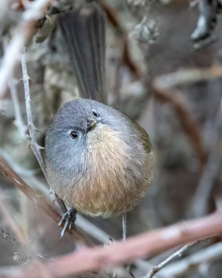 Entry image for Wrentit (Riverfront Regional Park). Clicking this image will show a larger photo