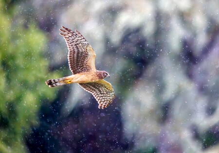 Entry image for Northern Harrier (Crane Creek Regional Park). Clicking this image will show a larger photo
