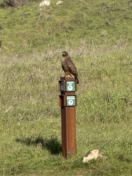 Entry image for Red-tailed Sentinel. Clicking this image will show a larger photo