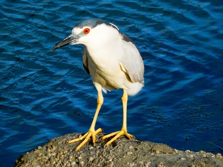 Entry image for Night Heron at Doran. Clicking this image will show a larger photo