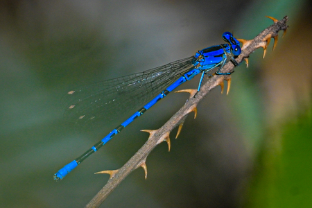 Entry image for Blue Damsel Fly. Clicking this image will show a larger photo