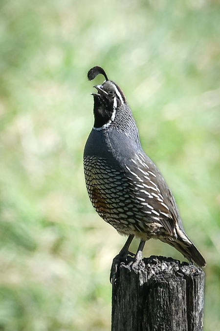 Entry image for The Happy Quail. Clicking this image will show a larger photo