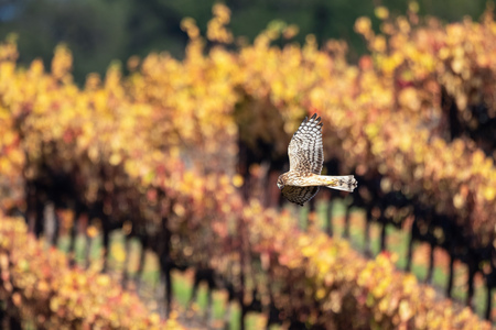 Entry image for Northern Harrier in Vineyards (Crane Creek Regional Park). Clicking this image will show a larger photo