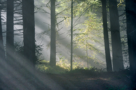 Entry image for Cathedral of Light. Clicking this image will show a larger photo