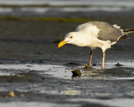 Entry image for "Crableg Dinner". Clicking this image will show a larger photo