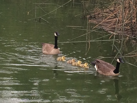 Entry image for Family Stroll. Clicking this image will show a larger photo