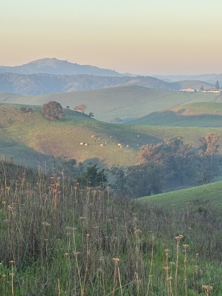 Entry image for Daybreak grazing . Clicking this image will show a larger photo