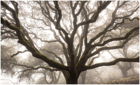 Entry image for Growth. Clicking this image will show a larger photo