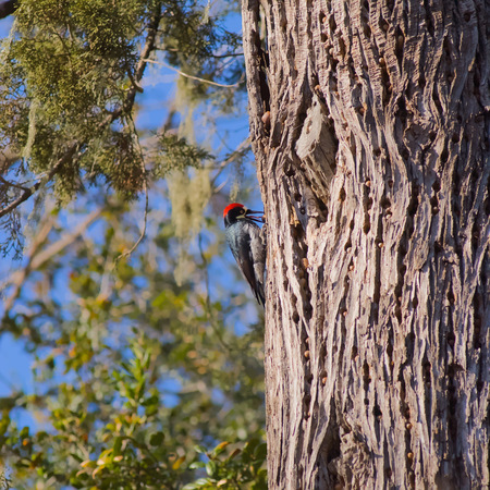 Entry image for Woodpecker's Pantry. Clicking this image will show a larger photo