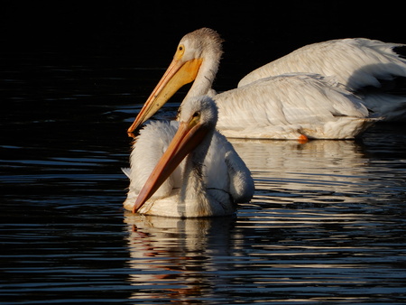 Entry image for Pelicans in blue. Clicking this image will show a larger photo