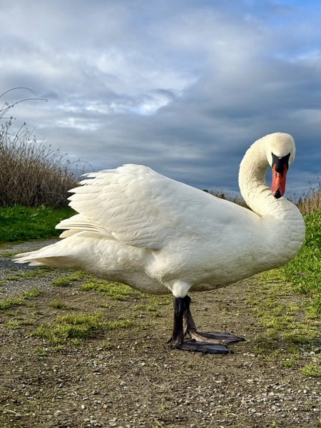 Entry image for Moody Swan. Clicking this image will show a larger photo