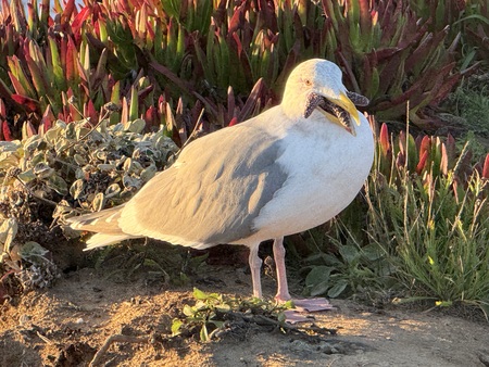 Entry image for GullP!. Clicking this image will show a larger photo